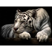 Картина Cuadros quadros Тигр